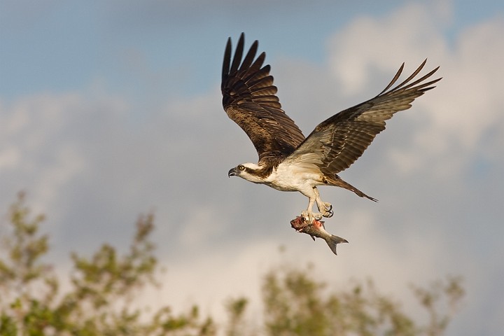 Fischadler Pandion haliaetus Osprey